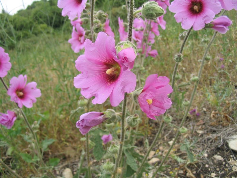 hollyhocks