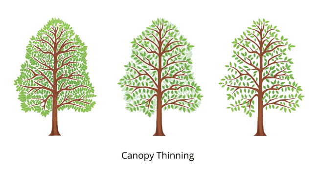 Canopy-thinning3fullcolor650x350
