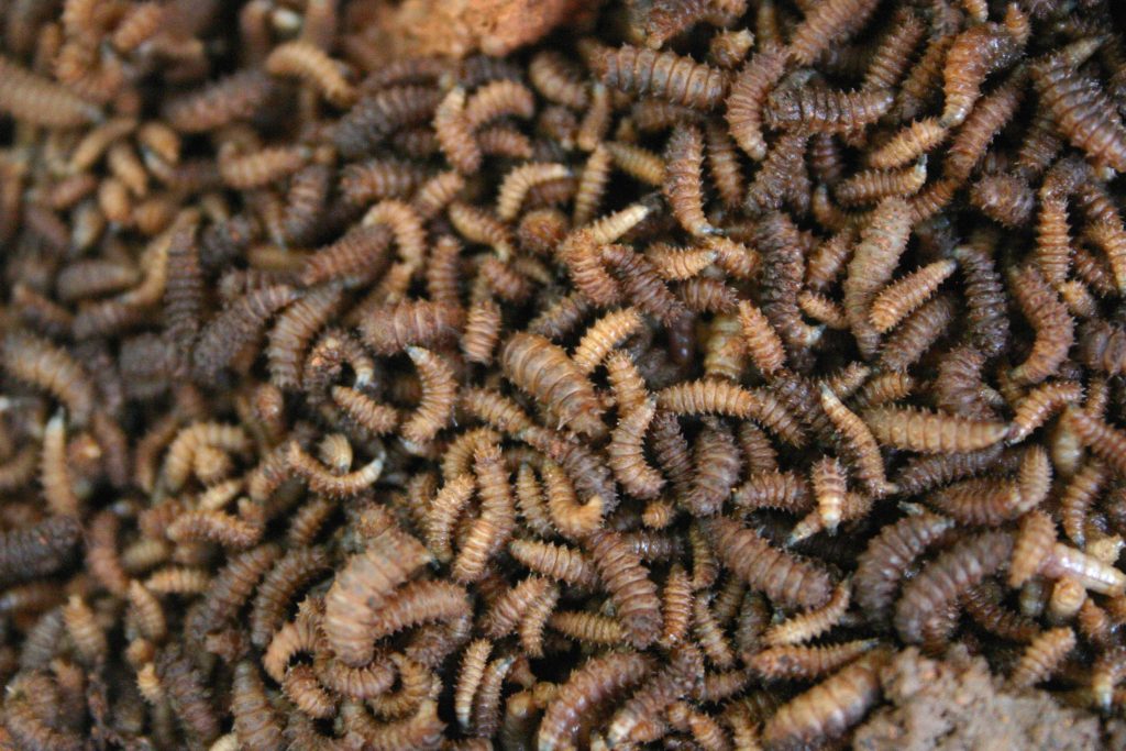 Fly Larvae