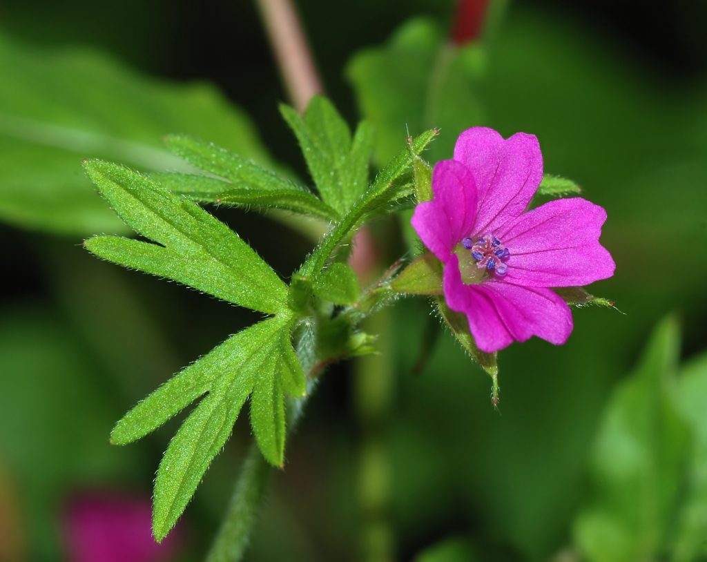 Hardy Geranium