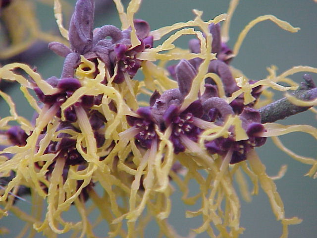 Witch-hazel