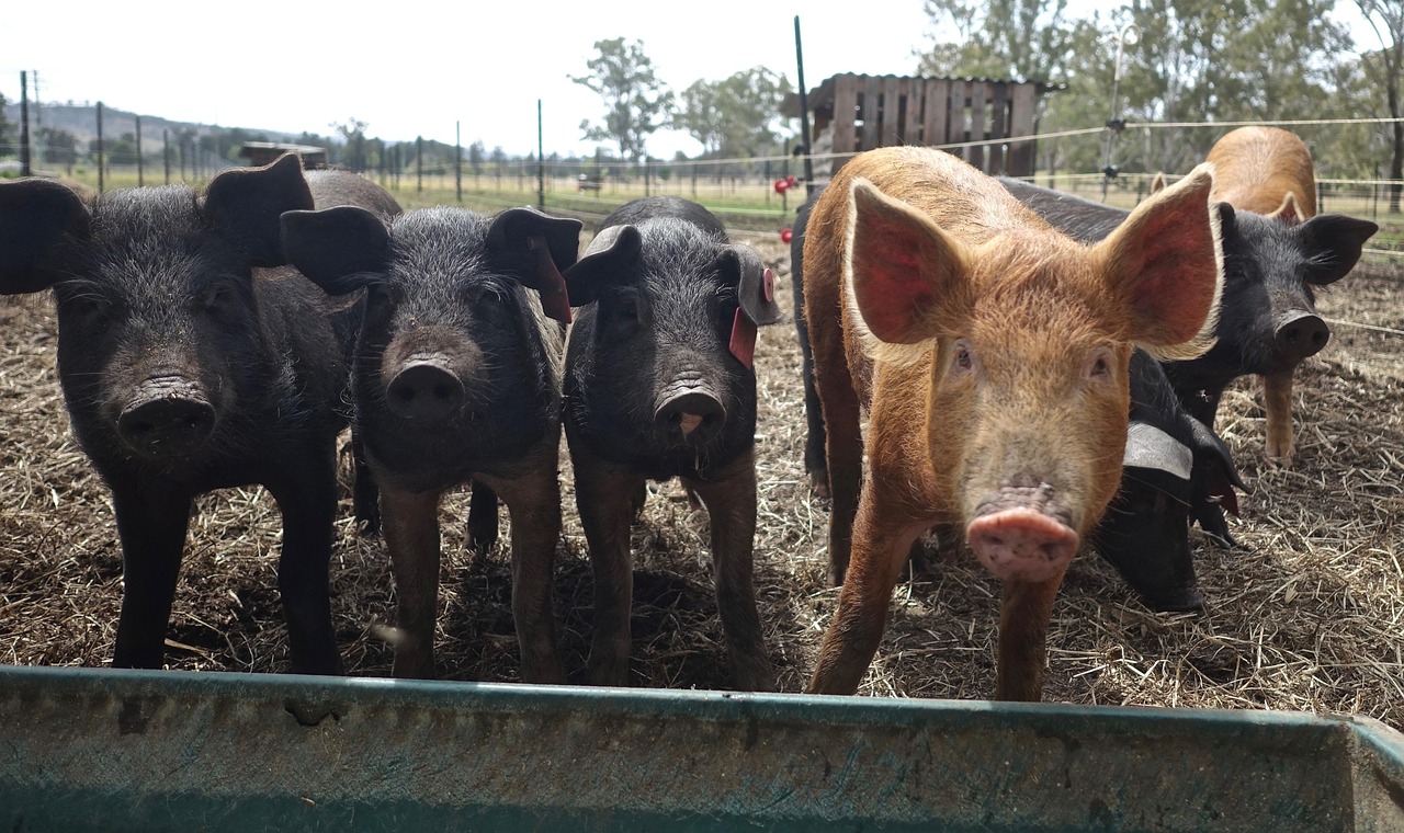 feral pig crop damage
