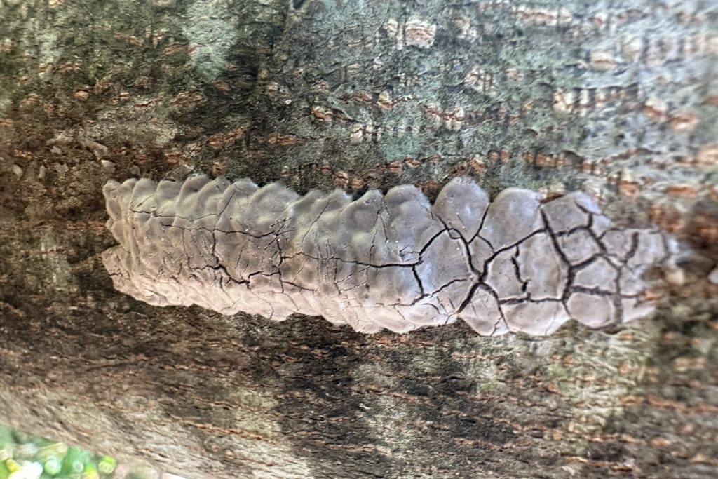 Lycorma_delicatula_331111274