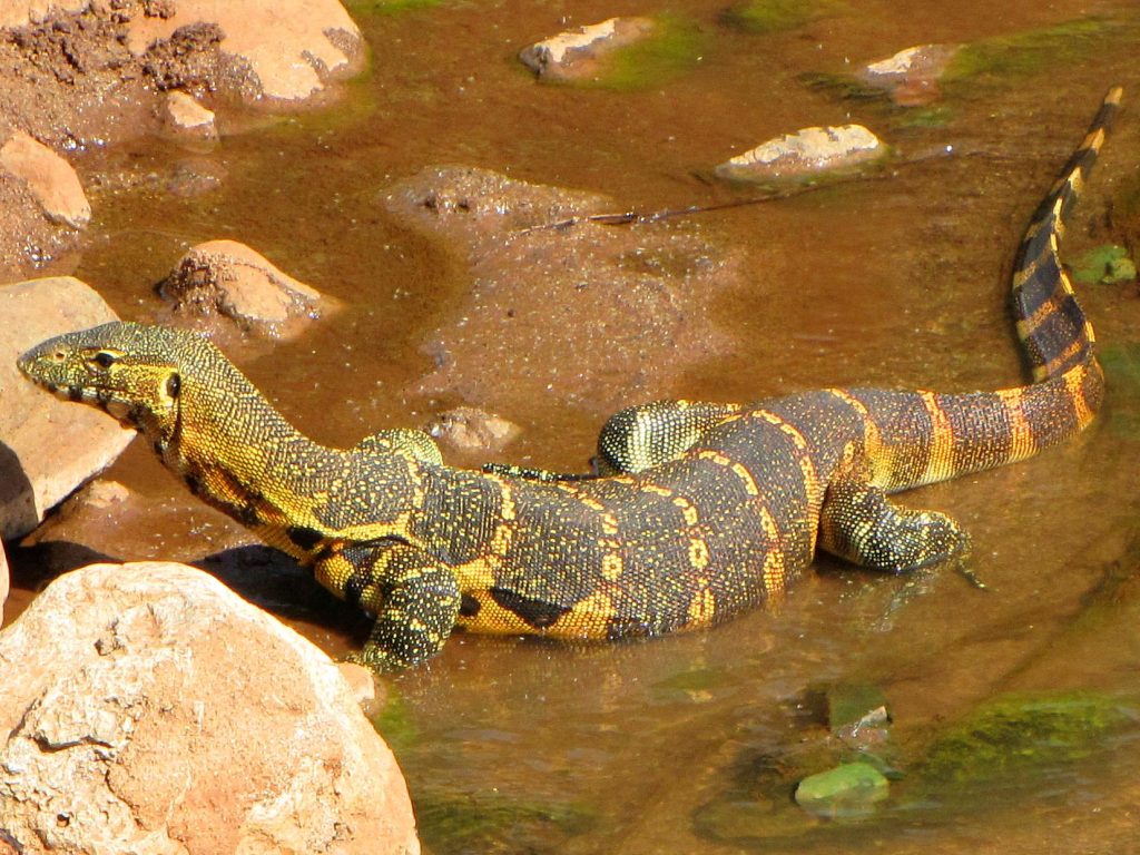 Nile_Monitor,_Lake_Manyara