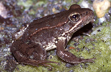 Red-Legged Frog