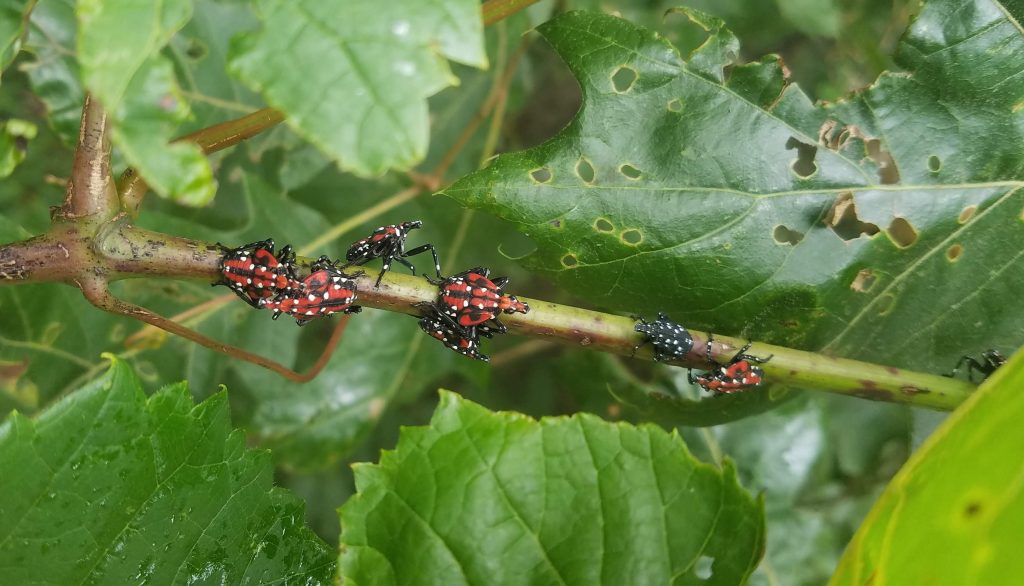Spotted_Lanternfly_Berks_County_