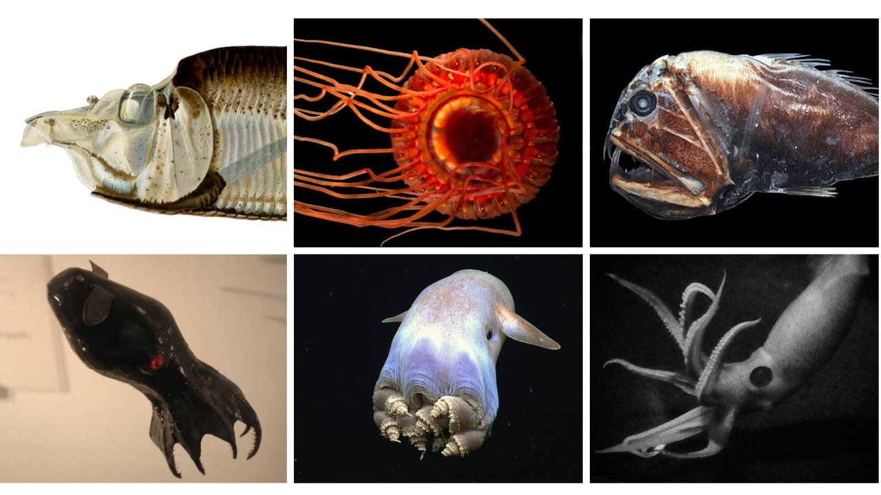 9 Deep-Sea Creatures That Look Fake (and the Adaptations Behind Them)
