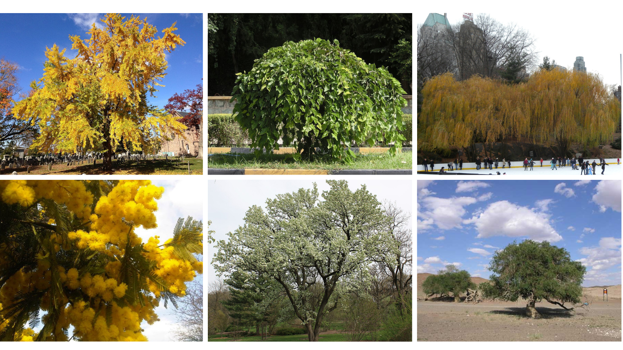 9 Trees You’ll Regret Planting (and Better Yard-Friendly Alternatives)