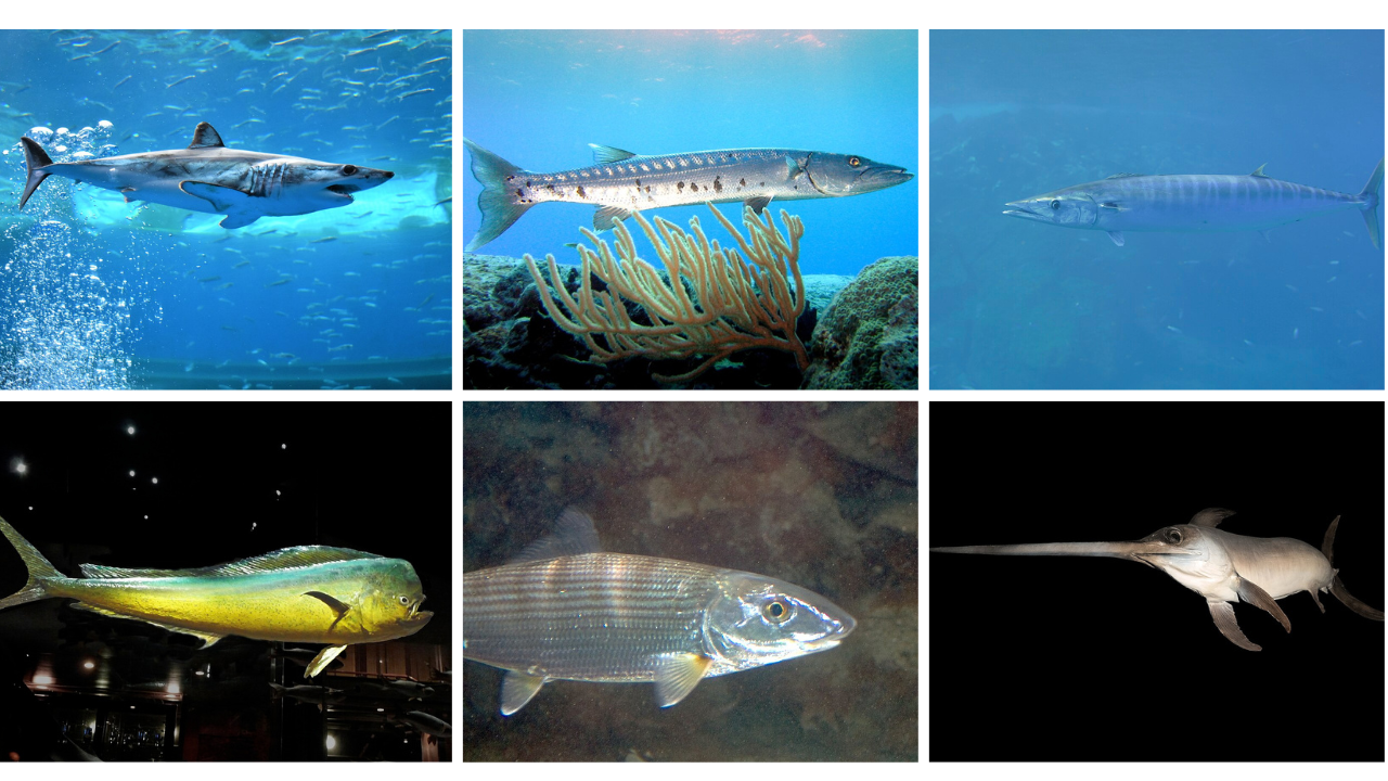 8 Fastest Fish Explained (and the Myths That Won’t Die)