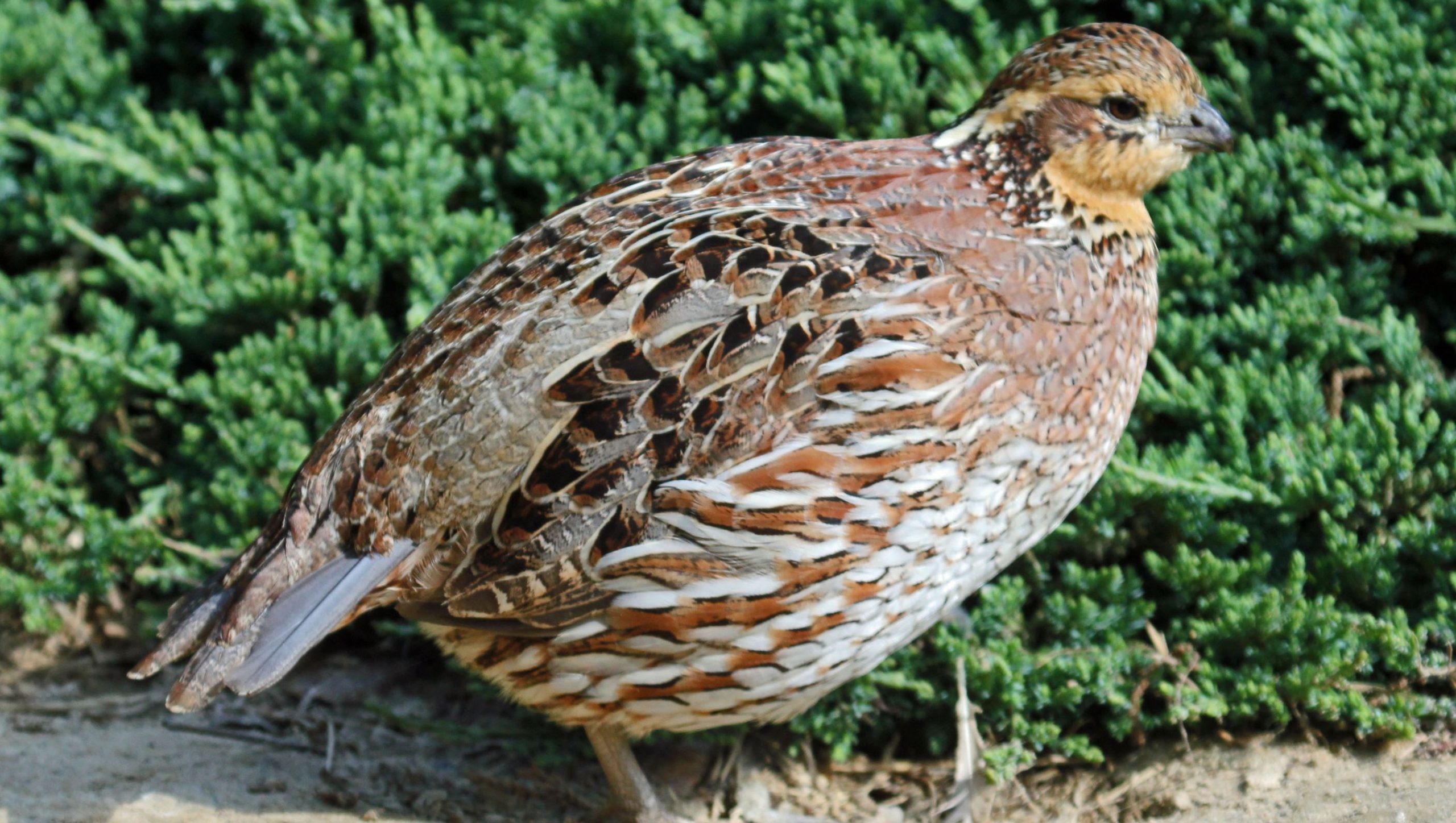 Northern Bobwhite
