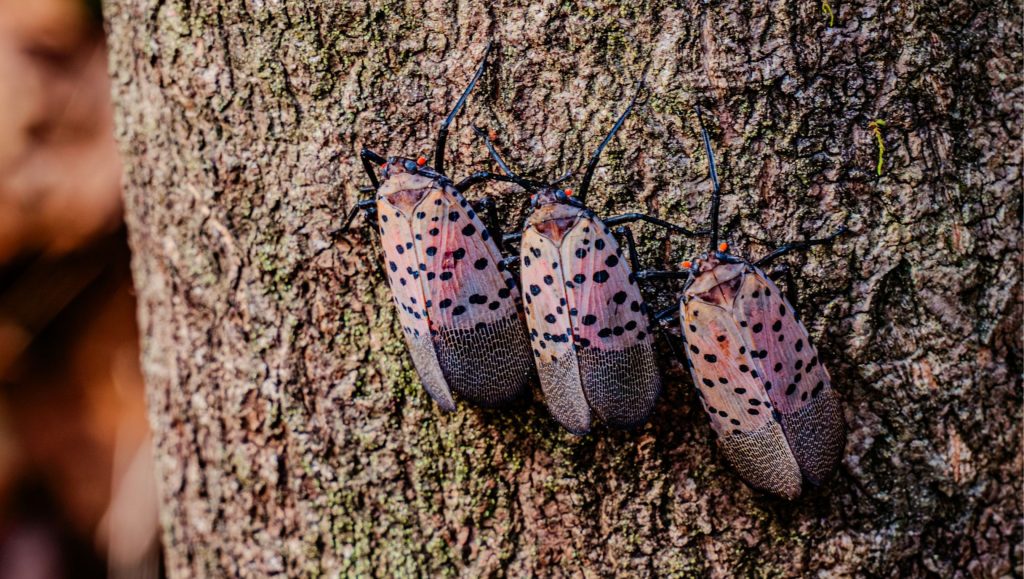Lanternfly