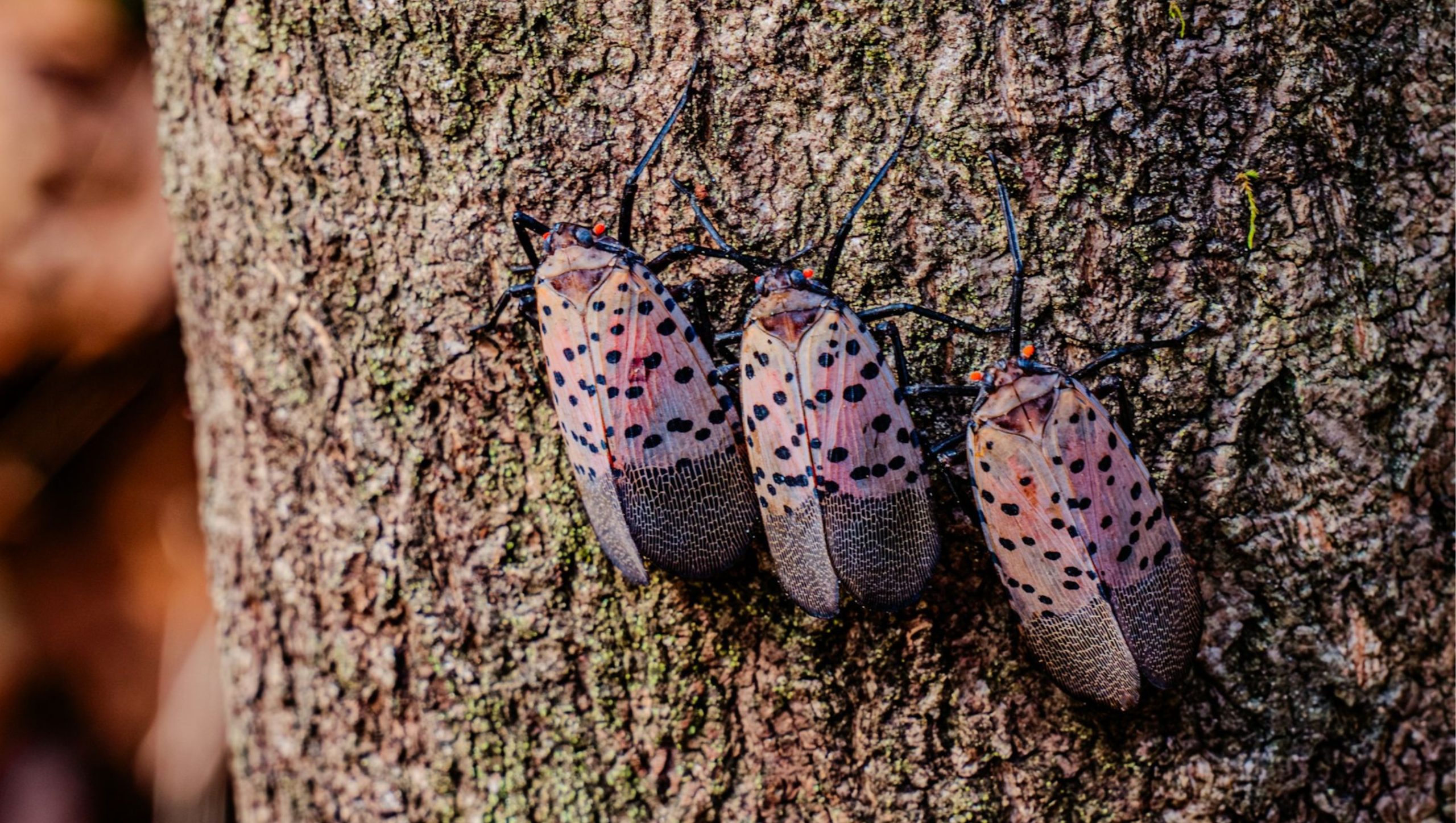 Lanternfly
