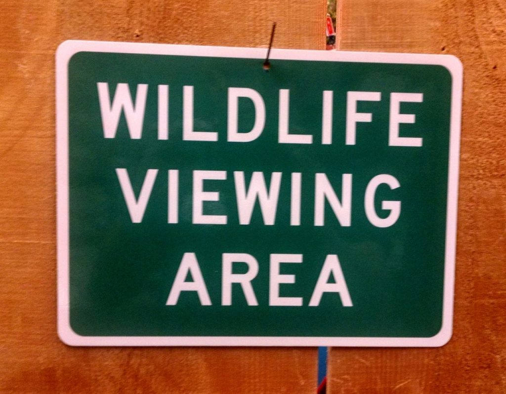 Wildlife_Viewing_