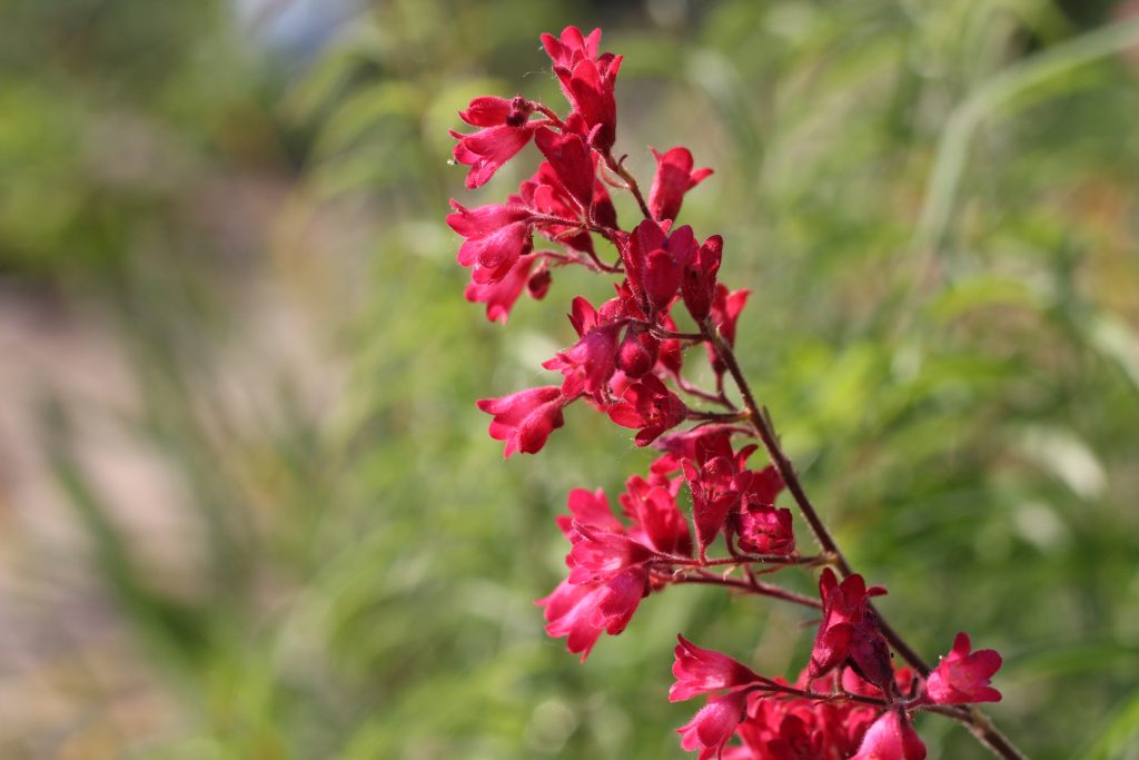coral bells