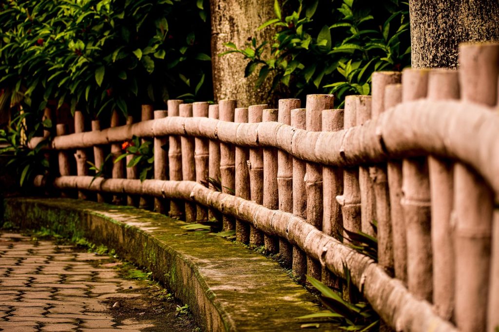 bamboo along fence line