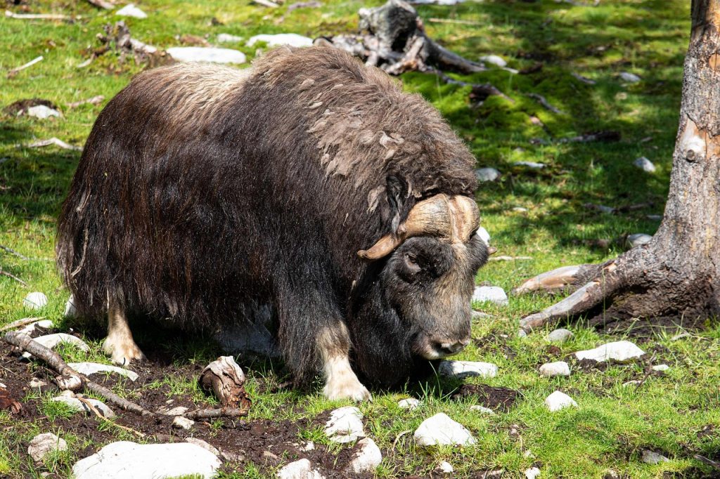 musk ox herd tundra horns