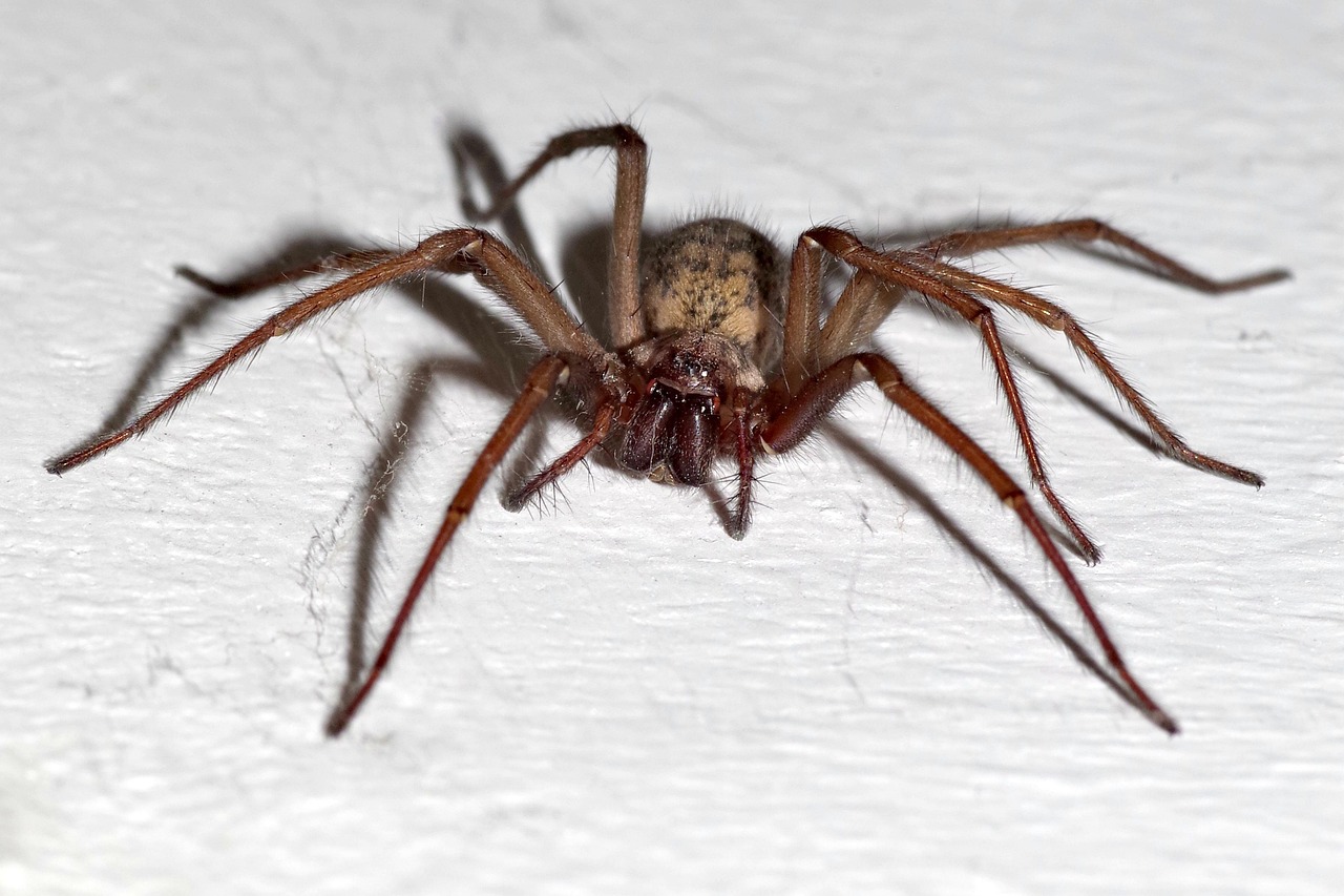 9 States With the Highest Venomous Spider Risk According to Arachnologists