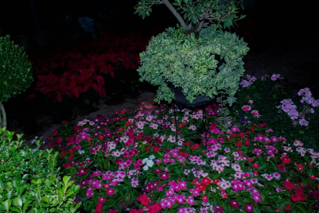 low light garden evening