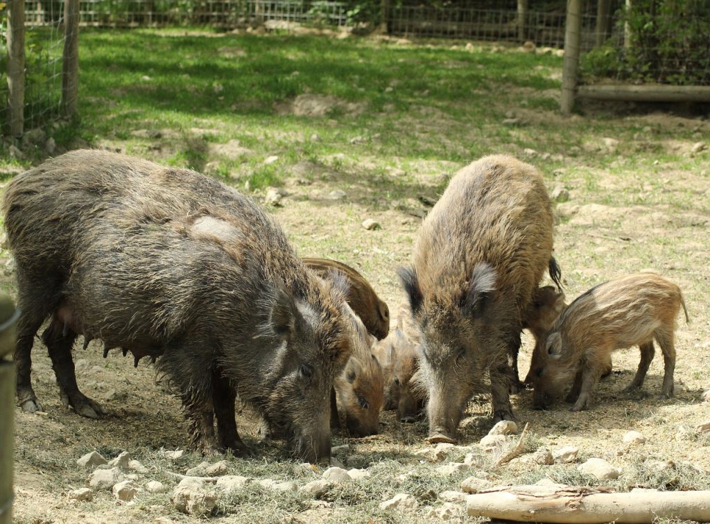 wild boar herd