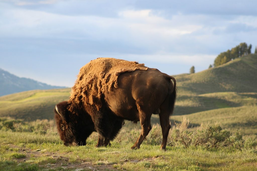 american bison yellowstone meadow wide shot