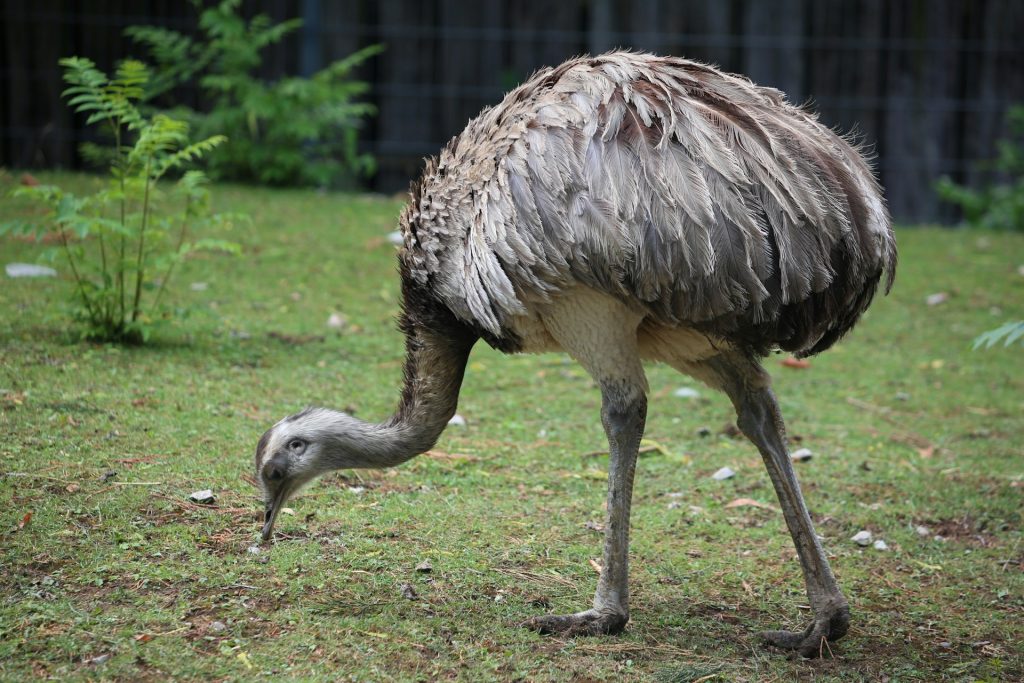 Emu