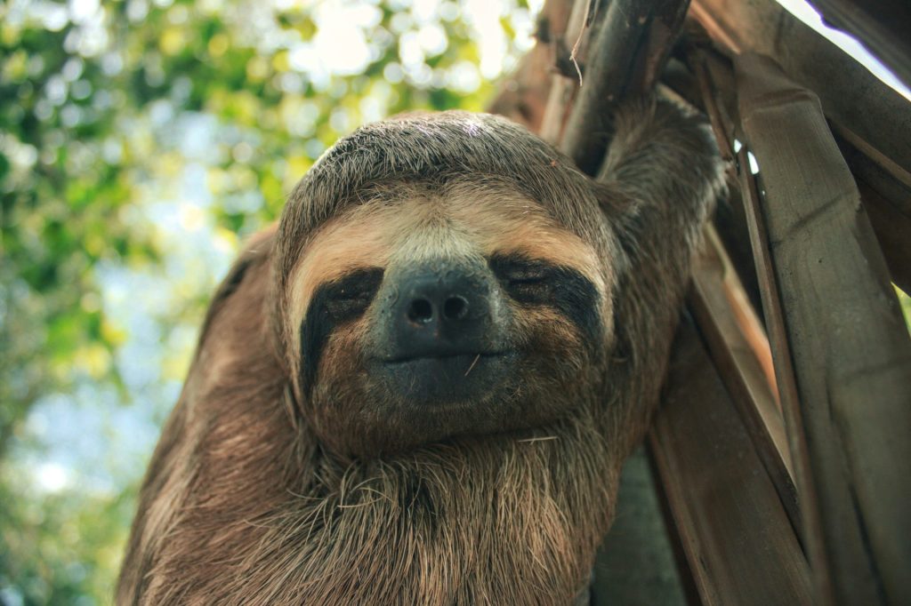 SLoth