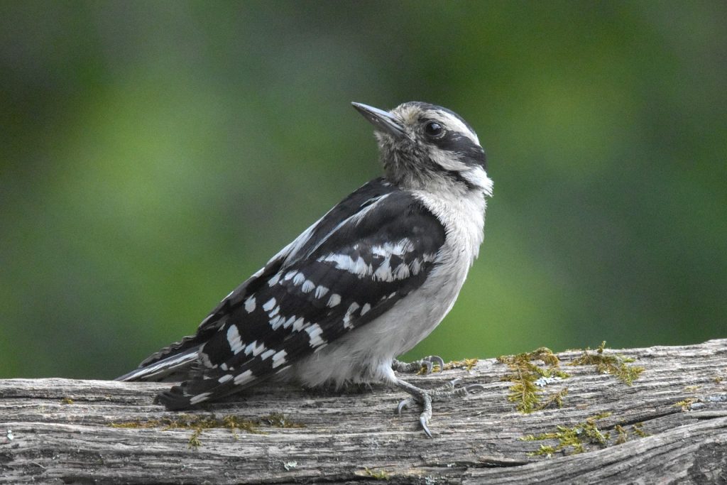 downy-woodpecker-