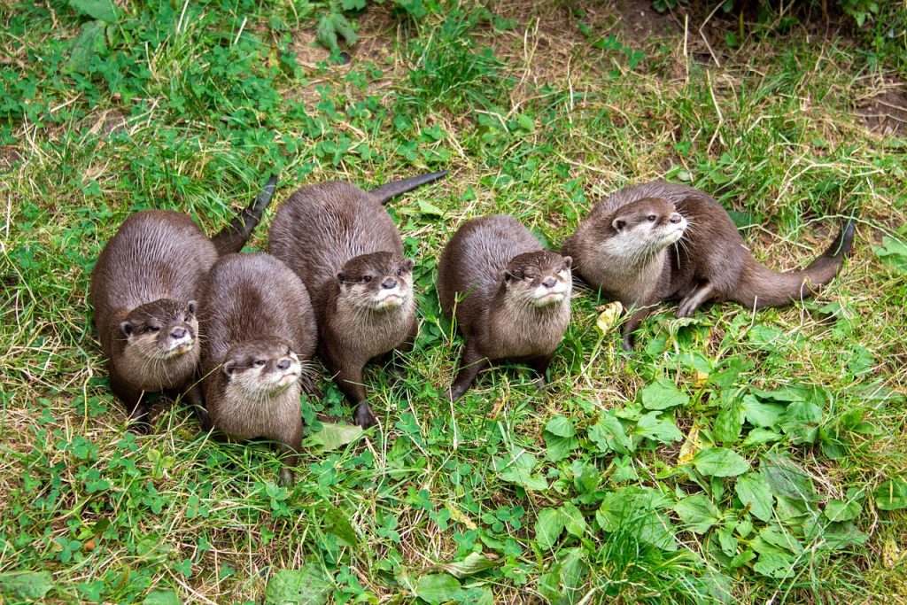 otter family
