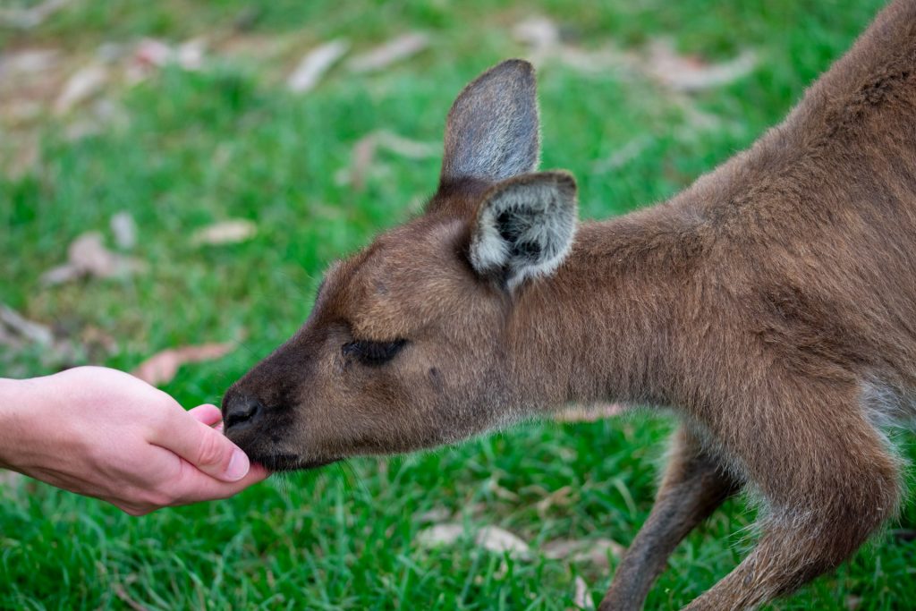 feeding wildlife