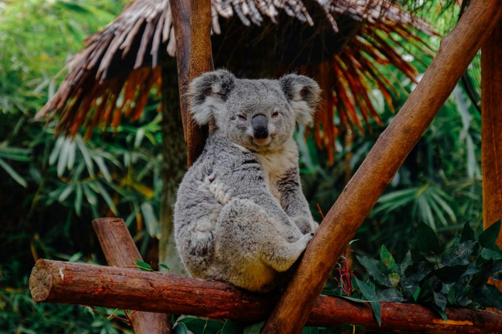 Koala    