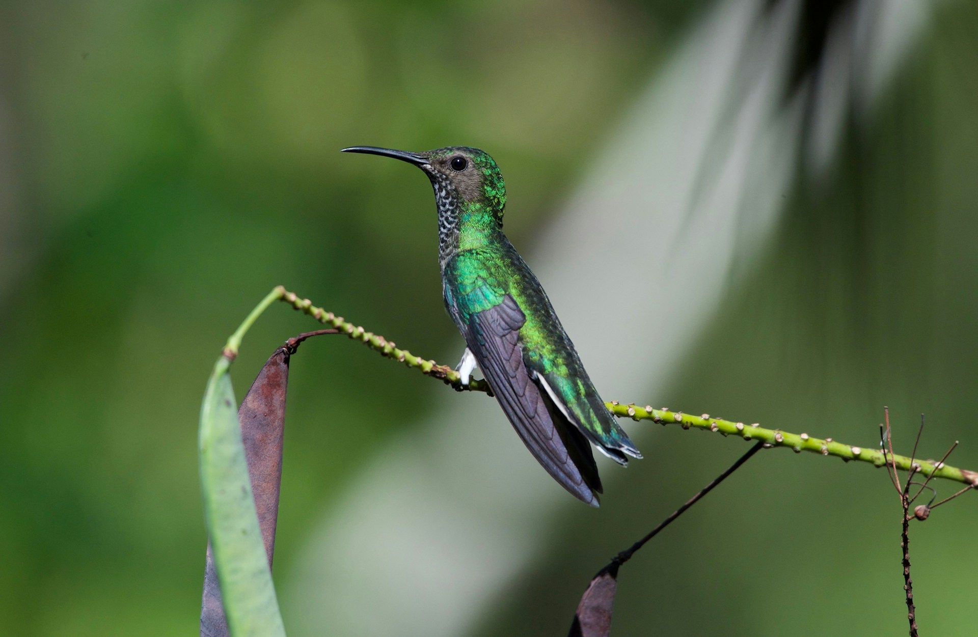 11 Stunning Green Birds You May Spot
