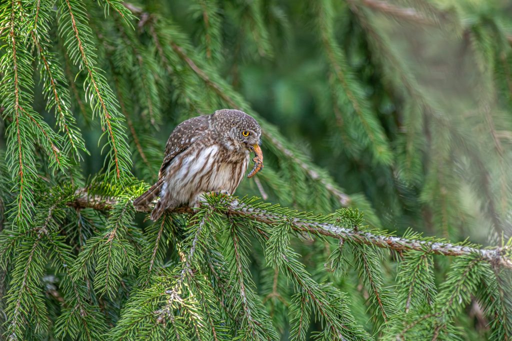 juvenile owl on branch