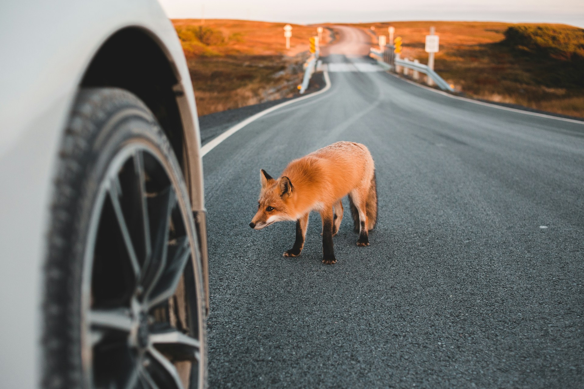 If You Hit Wildlife With Your Car The Legal and Safety Mistakes People Make