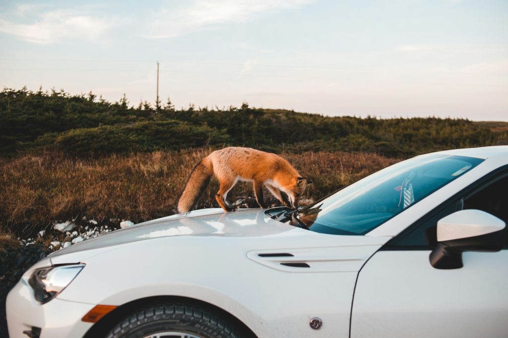 fox on car