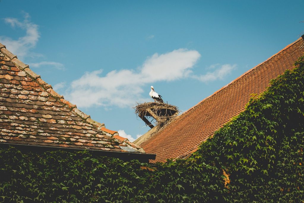bird nest in eaves house