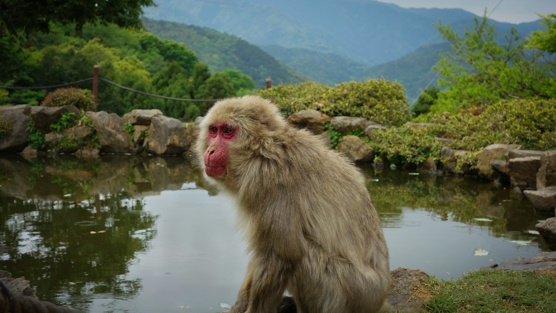 7 Monkey Species That Can Turn Dangerous (and Why)