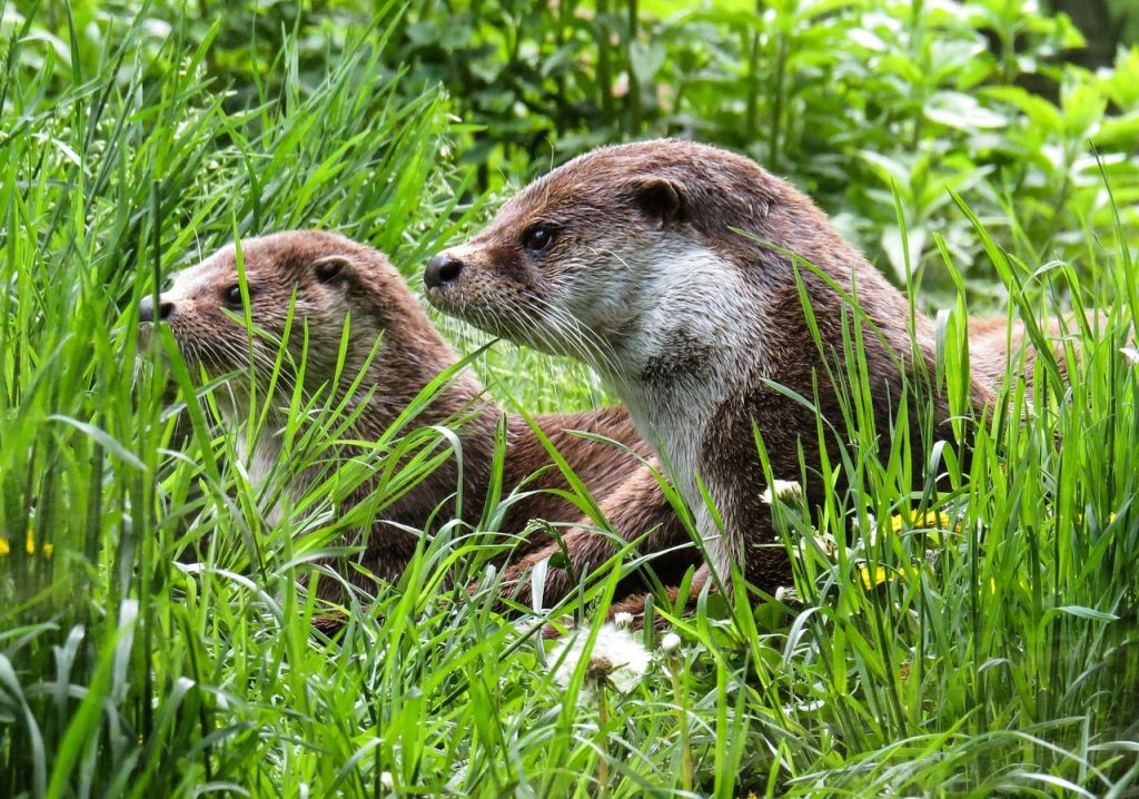 garten-gg-otter