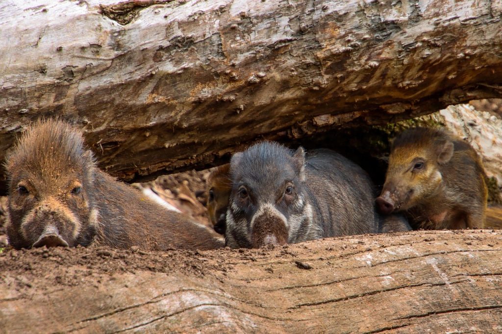 wild boar piglets sow