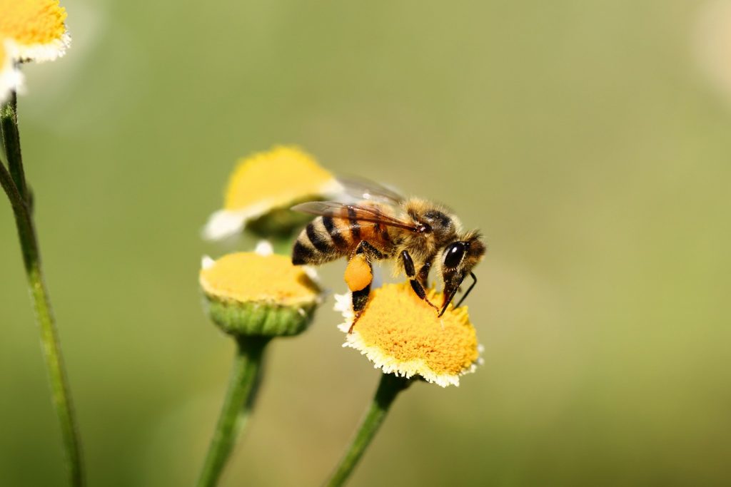 single flower bee close up