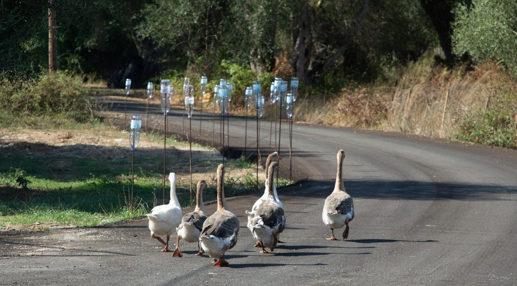 ducklings crossing road