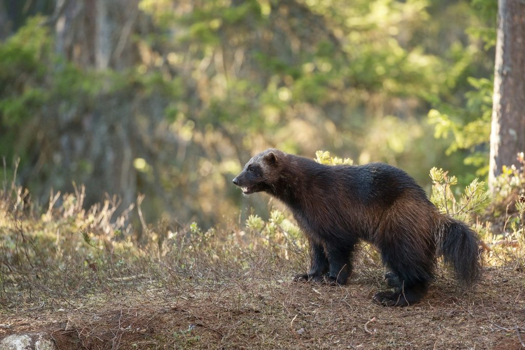 wolverine in snow wildlife