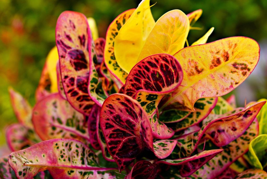 croton plant red green variegated leaves