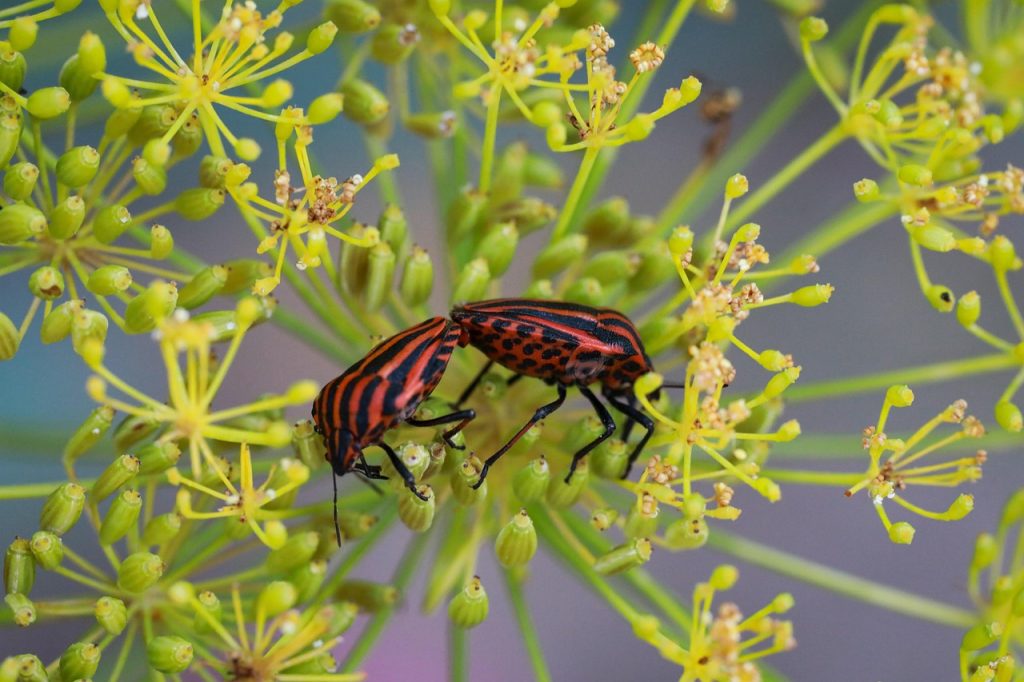 flowering dill insect