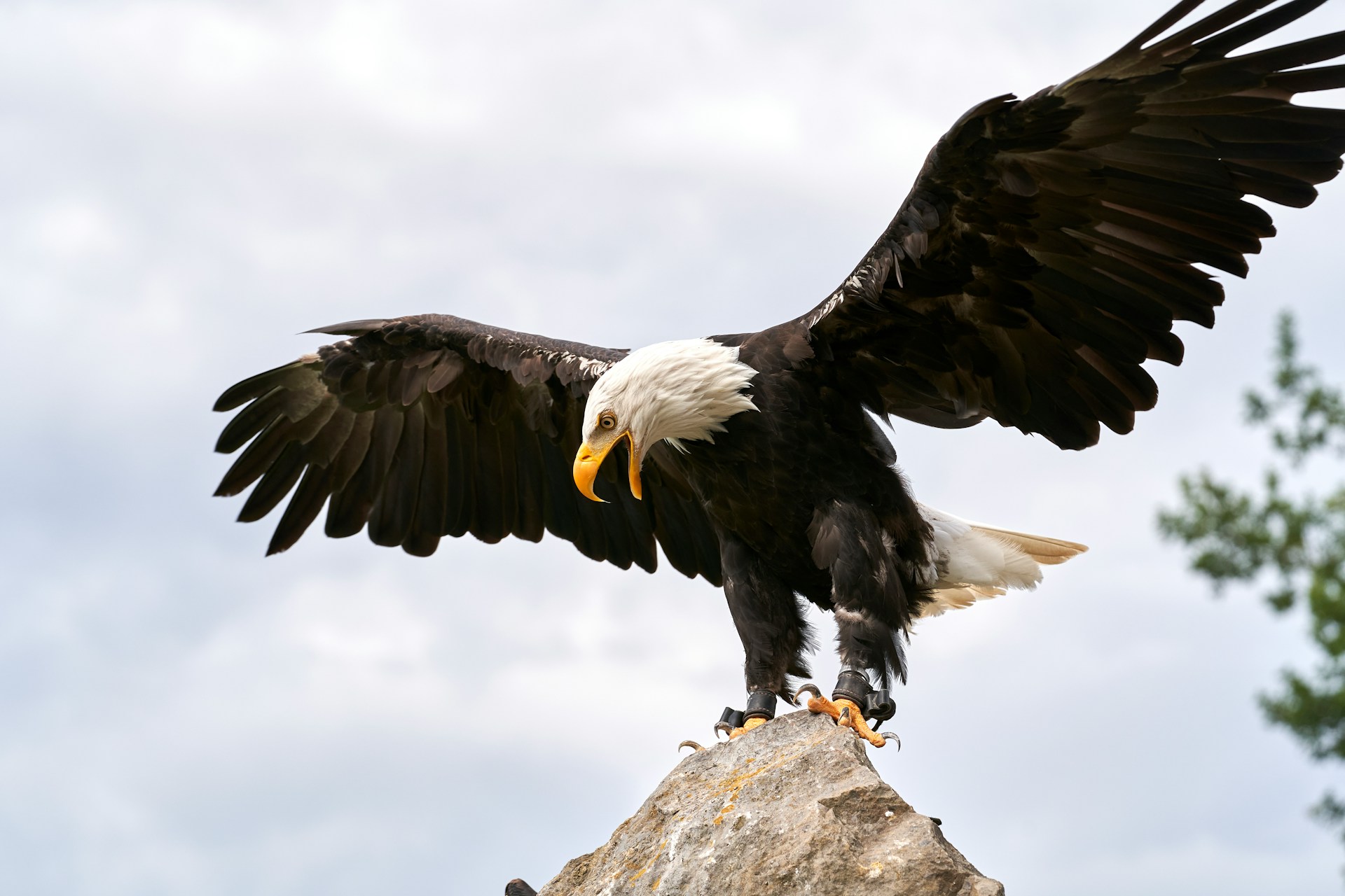 6 Birds That Look Like Bald Eagles and Cause Frequent Misidentification Mistakes