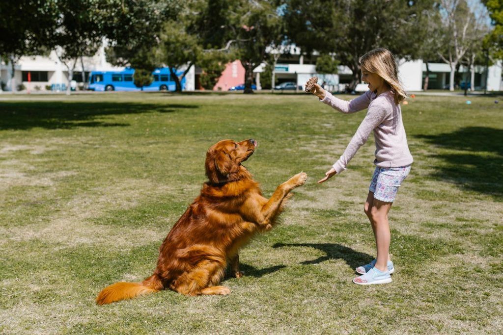 english setter family dog park