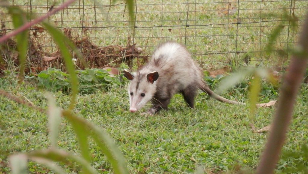 opossum backyard wildlife