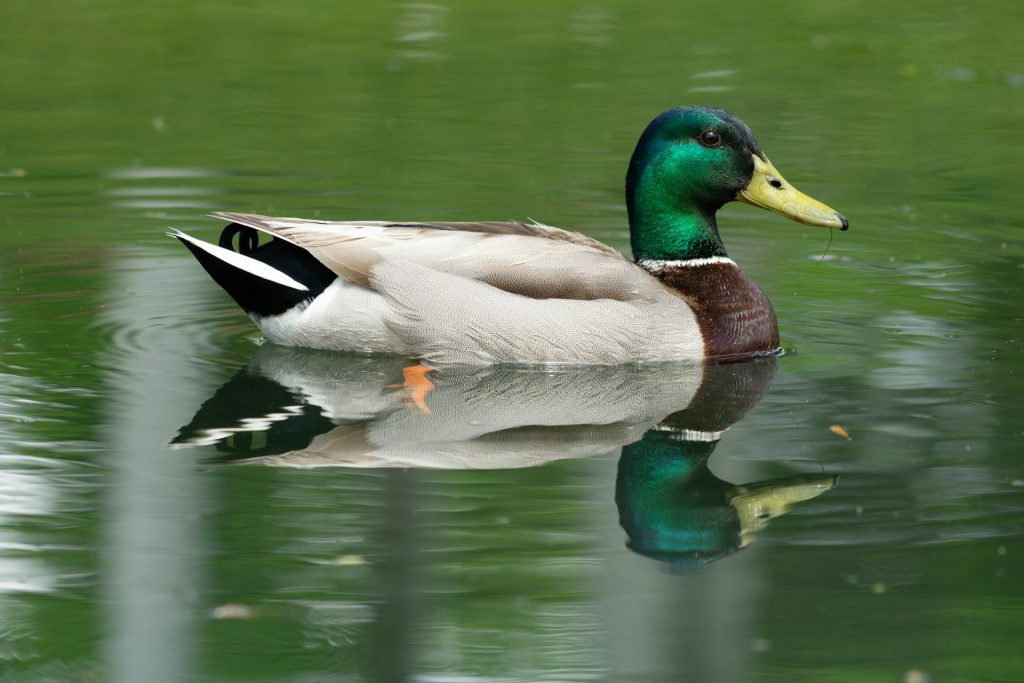 Mallard