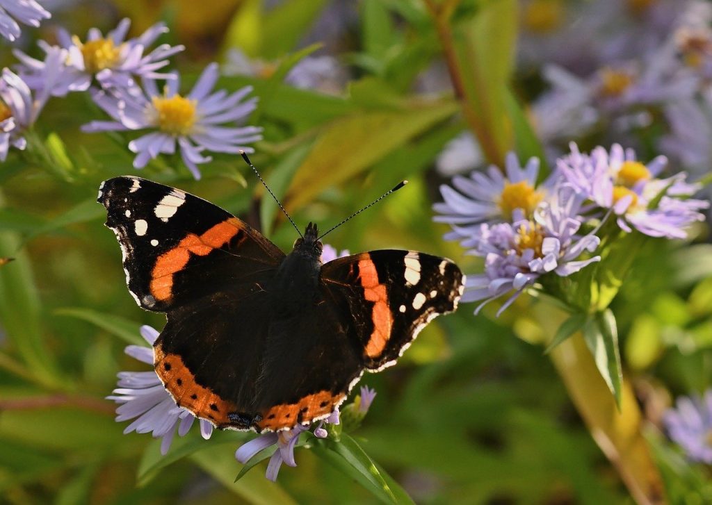late summer pollinator garden