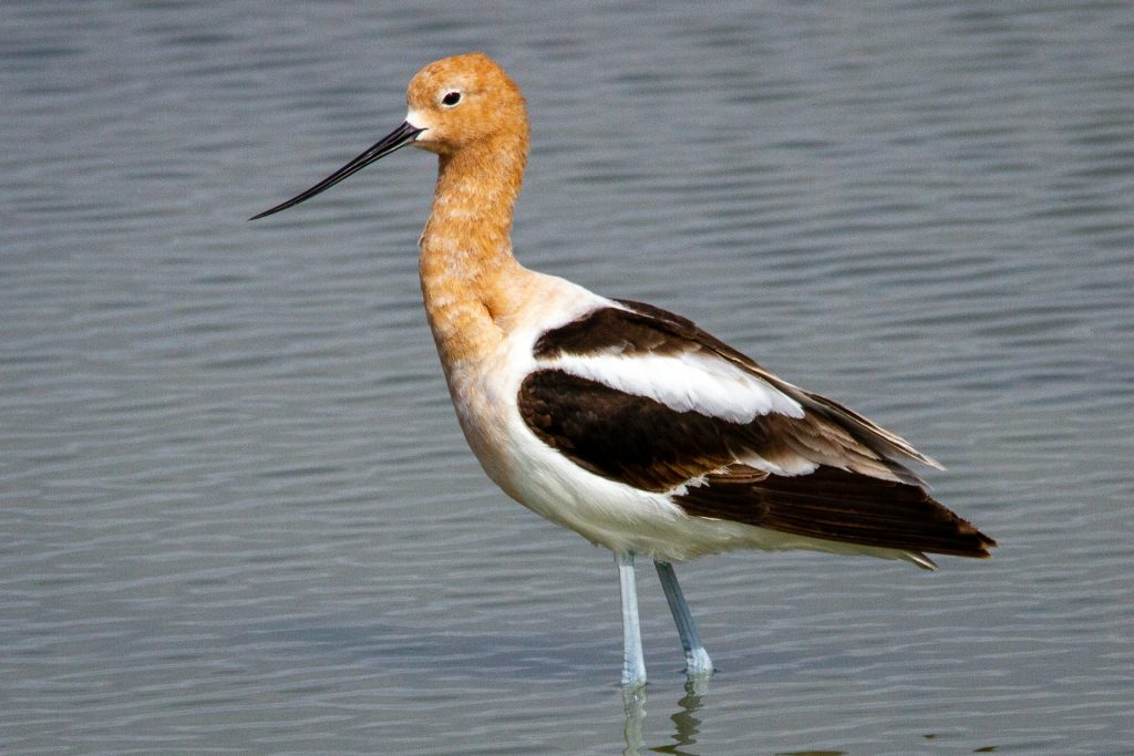 American avocet