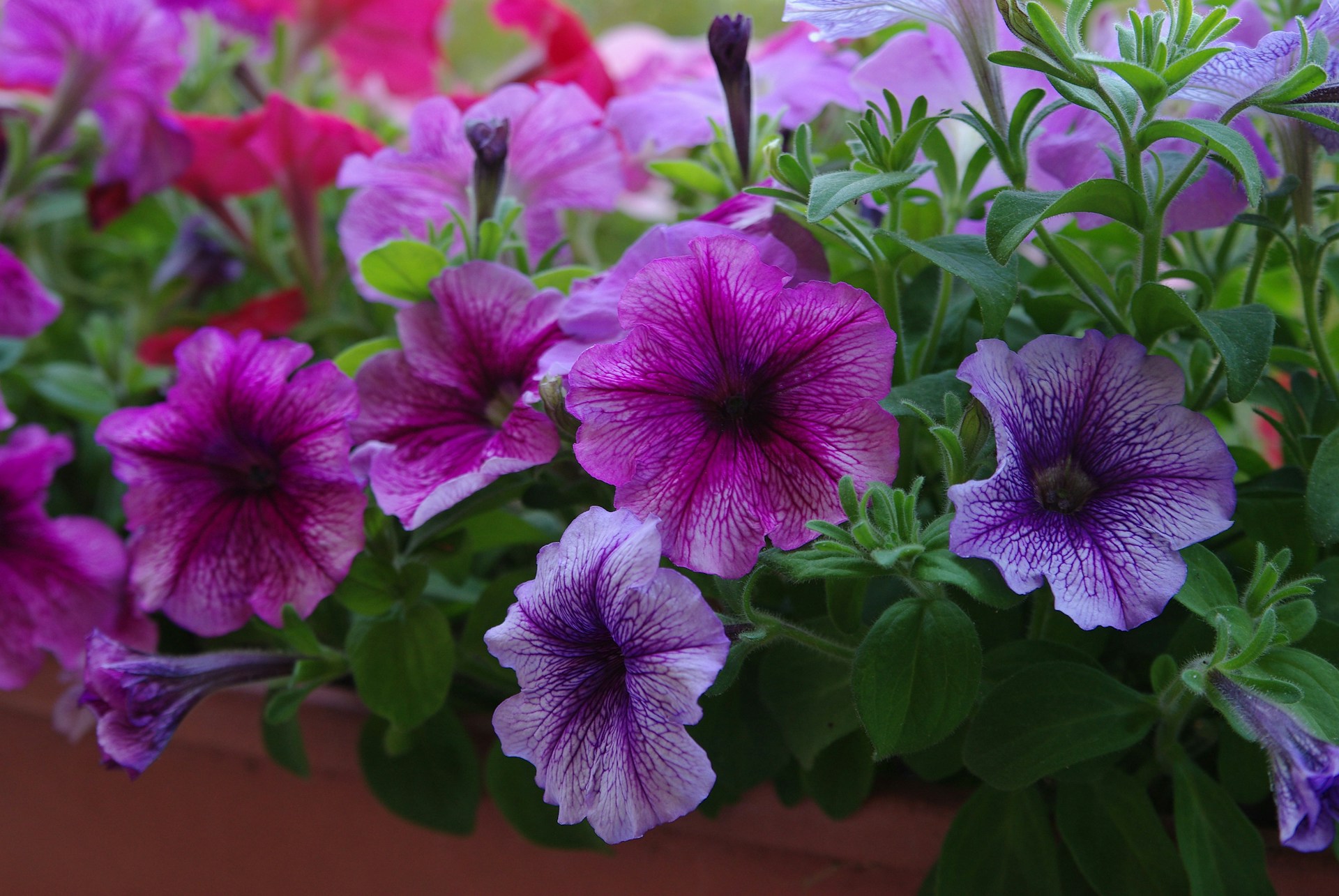 Petunias